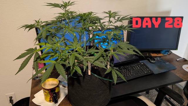 Strawberry Cheesecake Seedsman Seeds Autoflowers x2 — seedling_rooting, day 31