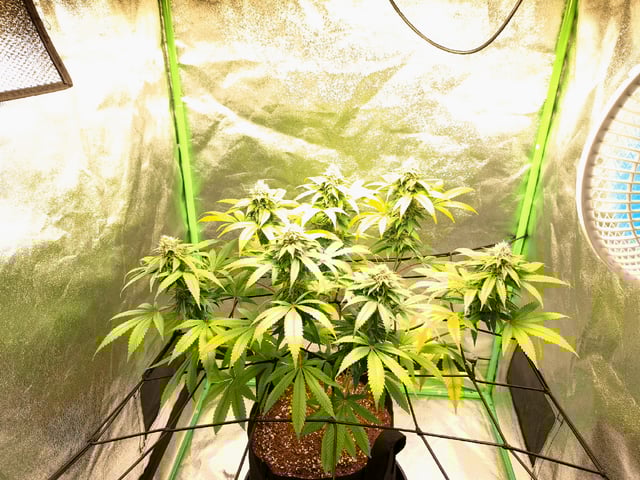 Blue Cheese from Barney's Farm — flower, day 47