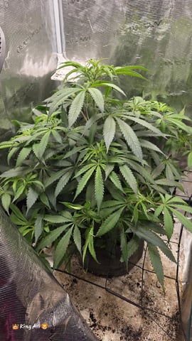 Slightly Stoopid Fruits  — vegetative, day 1