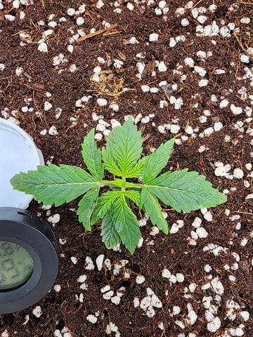 Dos Si Dos. Indica — seedling_rooting, day 7