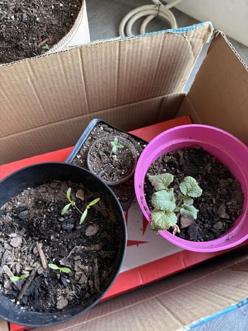 Bruce Banner ⛽️ — seedling_rooting, day 2