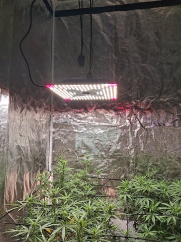 Seedman mix auto & seedman mix auto & GodFather OG — auto, day 60