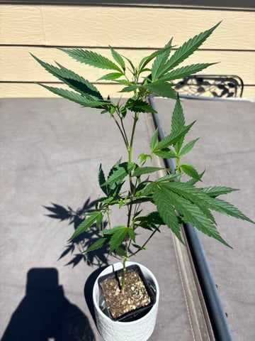 Triple Cake  — vegetative, day 1
