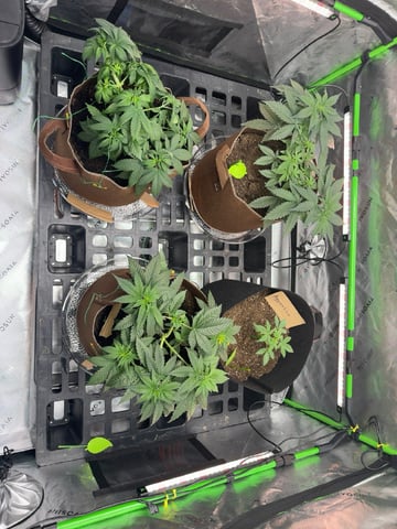 First Grow – Learning Every Day