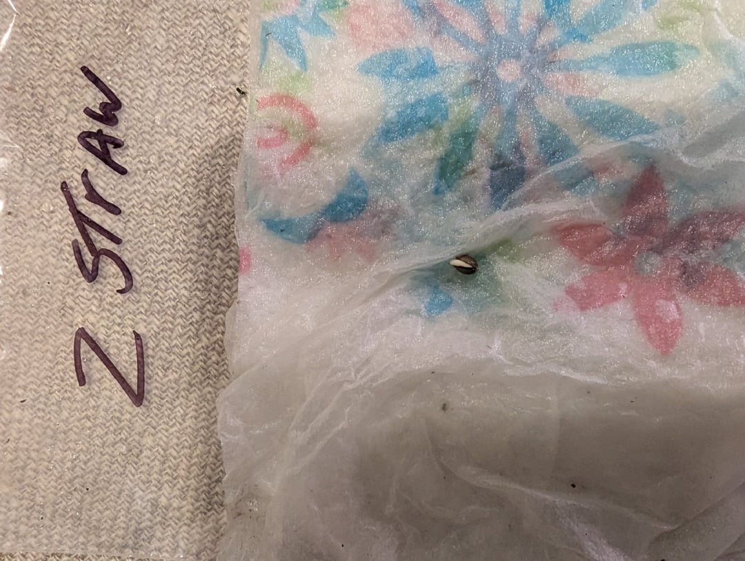 Fastbudz Ztrawberriez