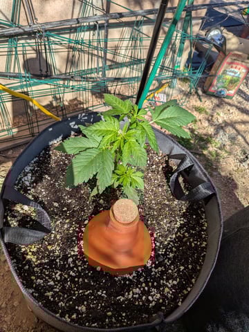 October Start — vegetative, day 43