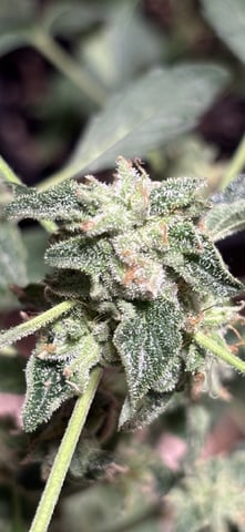 Super silver Haze, Cap Junky, Cherry Gelato, & Blue Dream — flower, day 1