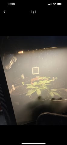 CMA  — vegetative, day 11
