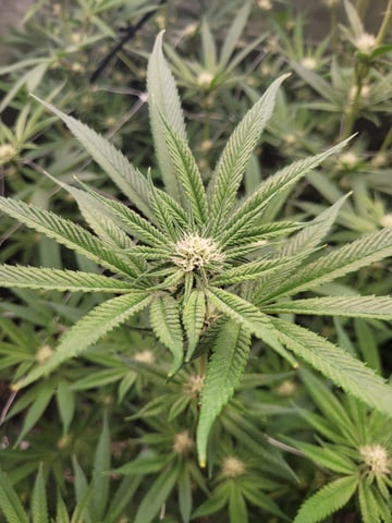 #3 — flower, day 44