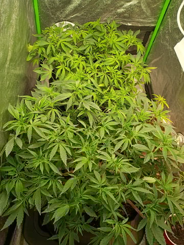 Purple Plum Perfect 💜 & 2 Grape Runtz 🍇 Mainlining garden.  — vegetative, day 163