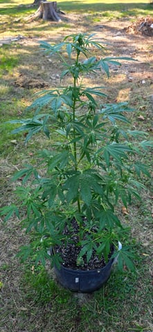 Let's just leave these right here! — flower, day 71