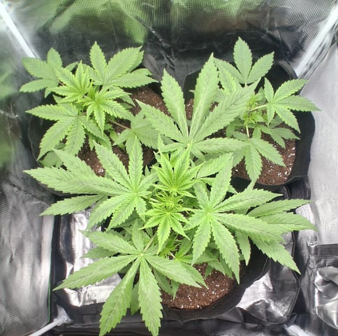 First Indoor Grow  — vegetative, day 25