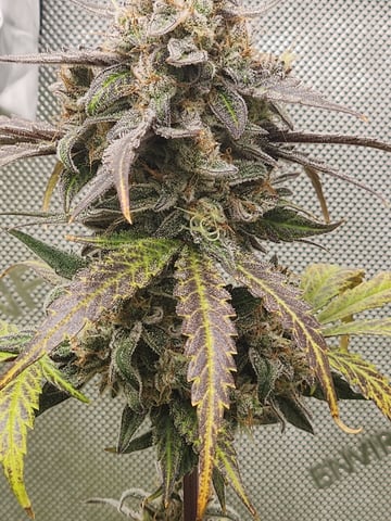 Another round of Mephisto Genetics from Schoolyard Crush and Do-si-delirium drops. — flower, day 66