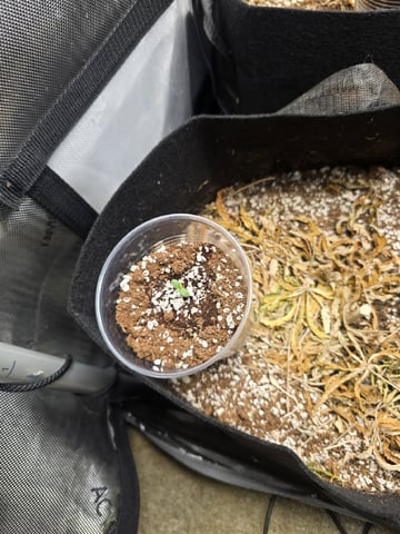 3 More — seedling_rooting, day 1