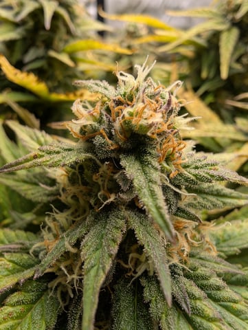 First Legal Grow — flower, day 127