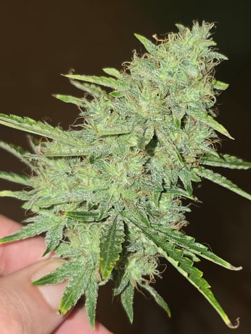 2nd Autoflower Indoor Grow — flower, day 79