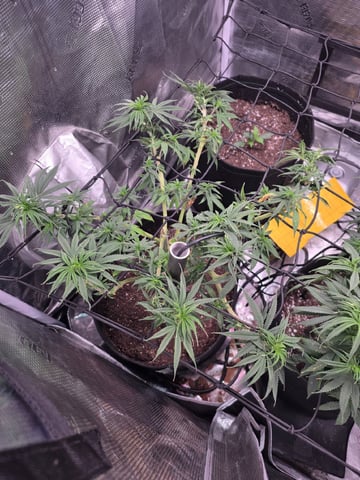 Blue Dream Feminized  — vegetative, day 81