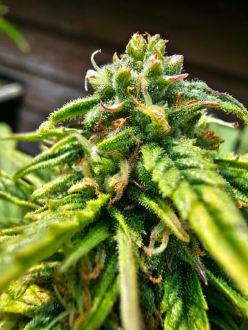 Cheshablue  — flower, day 27