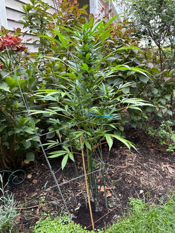 forgotten auto  — flower, day 6