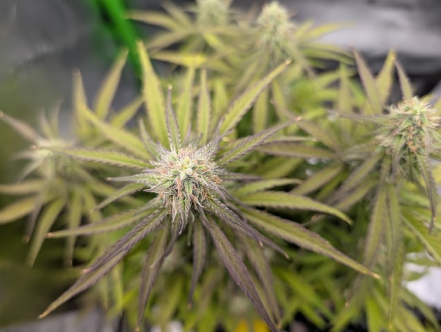 Titan F1 grow  — flower, day 64