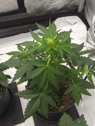 Homegrown - 🍒 🥧 & GSC Auto, 🚀 Seeds 🍌 Buttercups  — flower, day 31