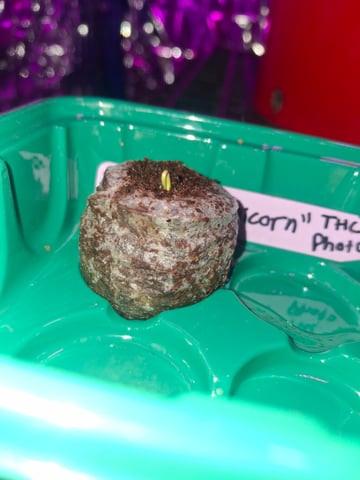 Rainbow Unicorn  — germination, day 5