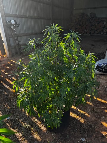 Outdoor Grow — vegetative, day 86