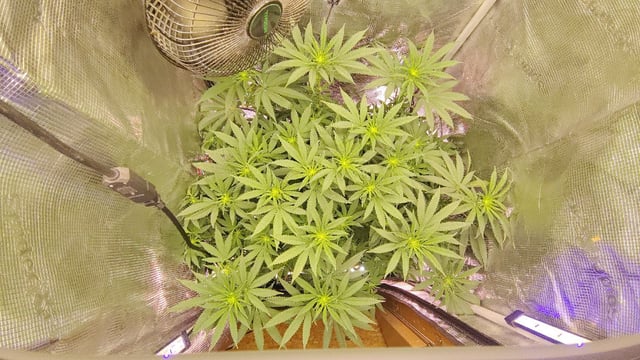 winter grow — flower, day 96
