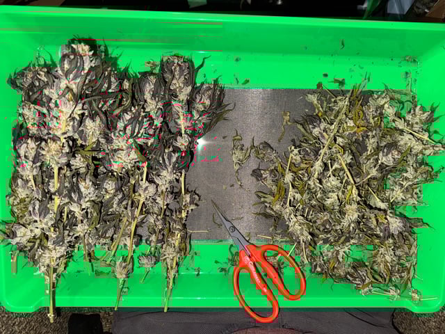 Master Kush RBX — harvest, day 193