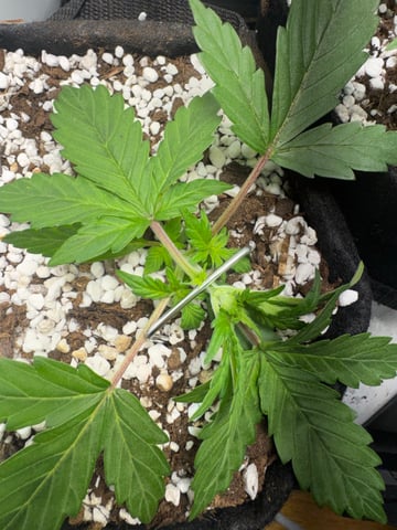 2x Blue Cheese Auto - RQS — vegetative, day 2