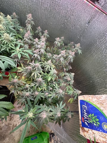 Gelly Mama and Sugar Tree — flower, day 122