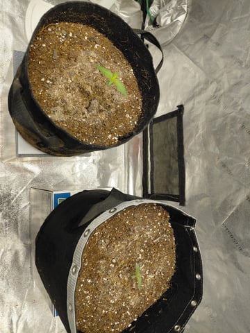 my first grow  — seedling_rooting, day 12