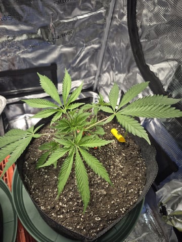 Grow 1 2026 Gelato Rainbow Sherbert  — vegetative, day 22