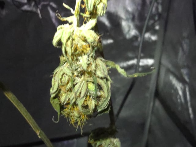 Purple Haze  — harvest, day 95