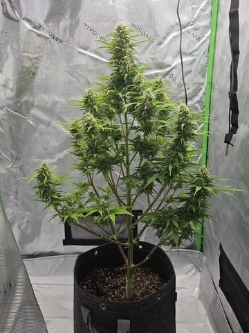 Gorilla Z auto — flower, day 90