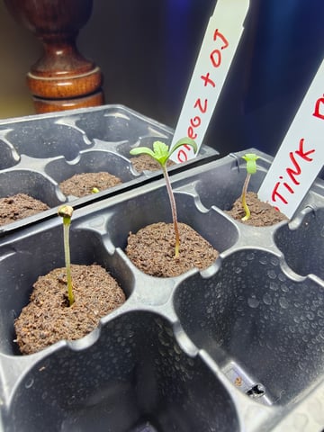 indoor grow 1 — germination, day 6