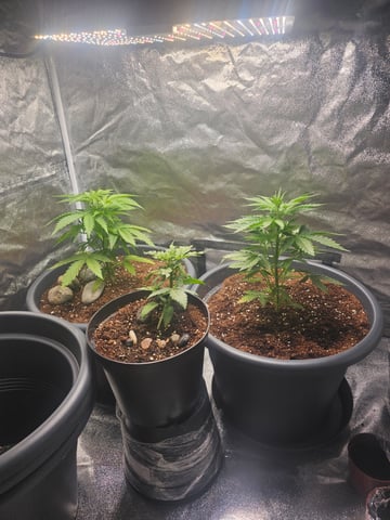 Cheshablue  — vegetative, day 1