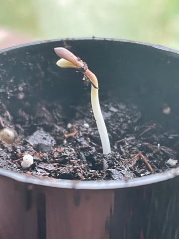First Run — germination, day 1