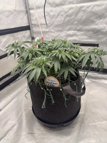 BloodMoon Gelato — flower, day 62