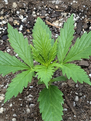 Cinderella 99 — vegetative, day 16