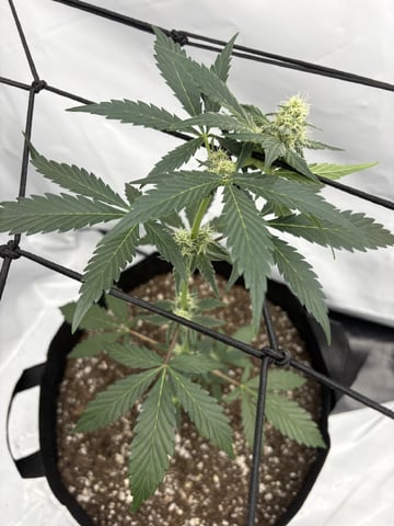 My First Grow — flower, day 38