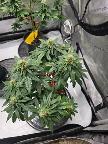 Homegrown - 🍒 🥧 & GSC Auto, 🚀 Seeds 🍌 Buttercups  — flower, day 64