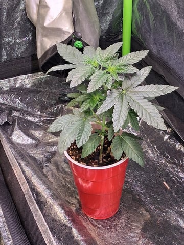 S&D  First Grow — vegetative, day 30