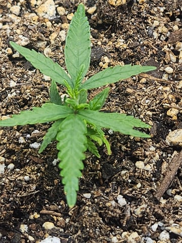 Black Widow  — seedling_rooting, day 1