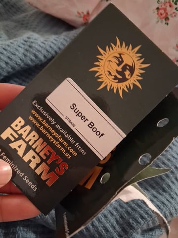 Lemon Cherry Cookies, Purple Haze and Strawberry Gorilla Grows — seedling_rooting, day 180