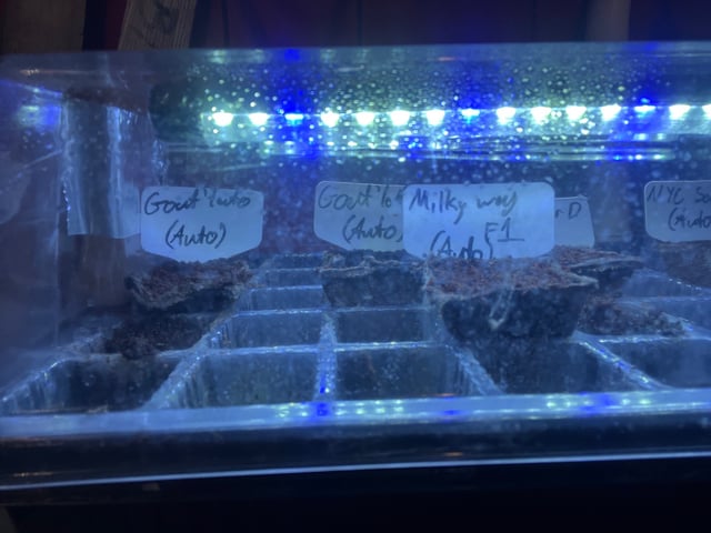 Mike Tyson Colab — germination, day 1