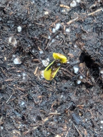 first whirl — seedling_rooting, day 1