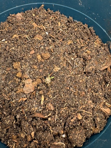 Grow Number 2 — germination, day 1