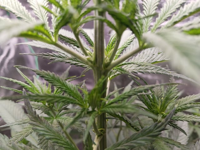 2nd Grow 2026  — vegetative, day 39