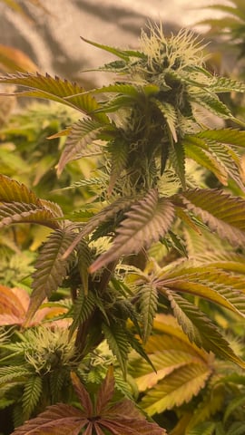 LSD feminized — flower, day 92